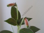 Kohleria GG Garnet Rose 1.jpg
