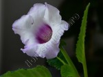 Gloxinia Lilac tenderness 4.jpg