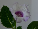 Gloxinia Lilac tenderness 3.jpg