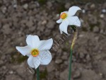 Narcisa alba 2.jpg