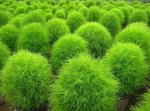 Kochia scoparia green.jpg