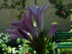 Amaryllis belladonna 2.jpg
