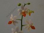 Phalaenopsis alb flori mini 2.jpg