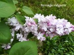 30 - Syringa vulgaris - Liliac - 26.04.2018.jpg