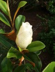 Magnolia grandiflora Gallissoniensis.jpg