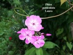 04 - Phlox paniculata Laura - 30.06.2018.jpg