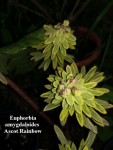05 - Euphorbia amygdaloides Ascott Rainbow - 11.05.2019.jpg