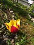 24 - Tulipa Gavota - 24.04.2019b.jpg