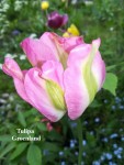 17 - Tulipa Groenland - 09.05.2019b.jpg