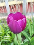 44 - Tulip Triumph Negrita - 21.04.2019b.jpg