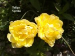 43 - Tulipa Verona - 24.04.2019b.jpg