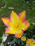 141 - Tulipa - 08.05.2019n.jpg