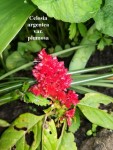 04 - Celosia rosie - 19.05.2019b.jpg