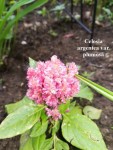 09 - Celosia roz - 09.05.2019b.jpg